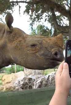 Guests at Busch Gardens Tampa Bay can feed sloths and pet rhinos in new 'Encounter' tours