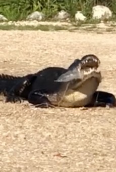 The best metaphor for what America thinks of Florida is this video of an alligator eating trash