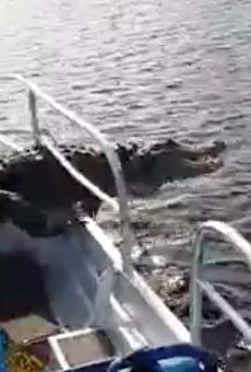 Florida gator reminds tourists who's boss by jumping onto their boat