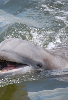 There's $38K reward for tips on the person who stabbed a Florida bottlenose dolphin to death