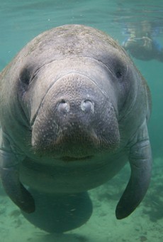 Boaters in Florida broke the all-time record for killing manatees this year