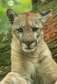 Florida's first reported panther death of 2020: Cat was killed by car