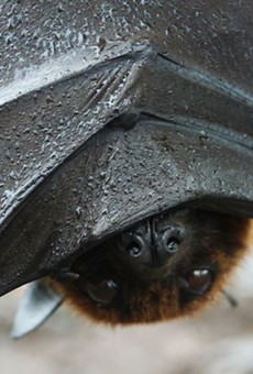 Florida bat hanging upside down