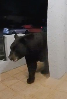 Altamonte Springs doorbell camera captures enormous black bear on front porch