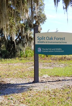 Orange County Commissioner says Split Oak Forest toll road approval was filed under the wrong code
