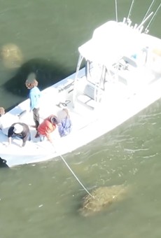 Florida boat captain says he's now getting death threats after being filmed harassing manatee