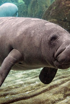 Florida manatee deaths are way up this year, and experts point to COVID-19 as a factor