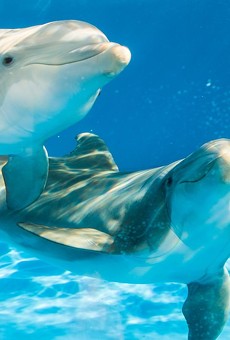 SeaWorld Orlando expands hours to open Thursdays through Sept. 6
