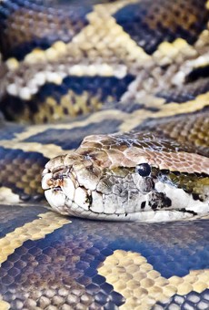185-pound Burmese python captured in Naples might be heaviest in Florida history