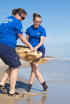 SeaWorld Orlando returns four rehabilitated sea turtles to the wild