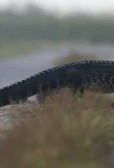 Florida photographer films a 'non-stop gator crossing'