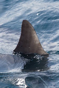 Florida lawmakers water down bill that would've banned the sale of shark fins