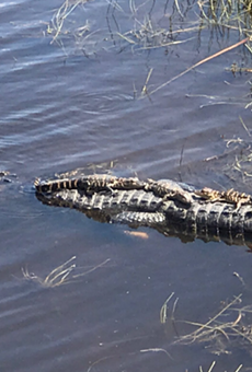 The Orlando International Airport now has even more gators