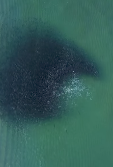 Enjoy this drone footage of sharks snacking on a bait ball off the coast of Florida
