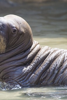 SeaWorld Orlando welcomes its first baby walrus born in captivity