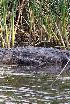 Florida man bitten by gator while diving for used golf balls