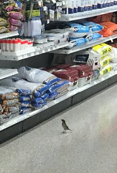 Just a bird shopping for birdseed in a Publix