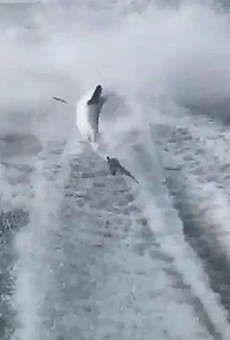 The Florida men who filmed themselves dragging a shark behind their boat have pleaded not guilty
