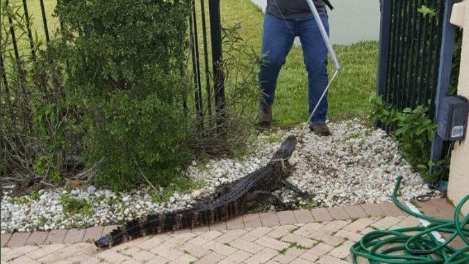 Trappers wrangle alligator out of Lake Nona swimming pool | Orlando Area  News | Orlando | Orlando Weekly