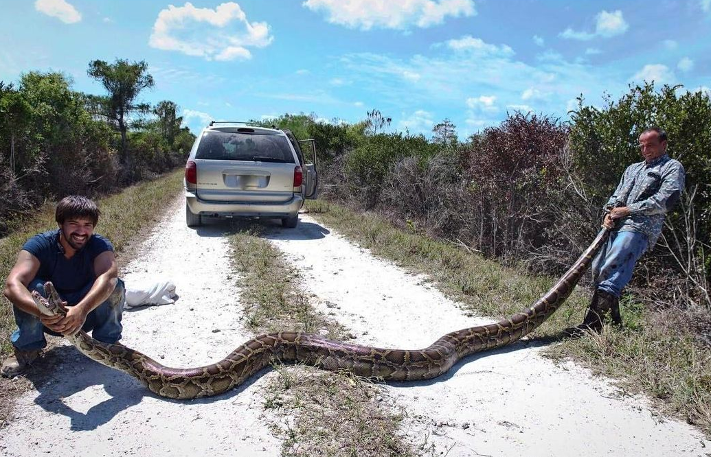 How many pythons are killed in Florida each year?