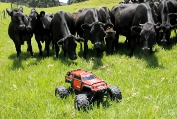 herding-cattle-with-rc-car.jpg