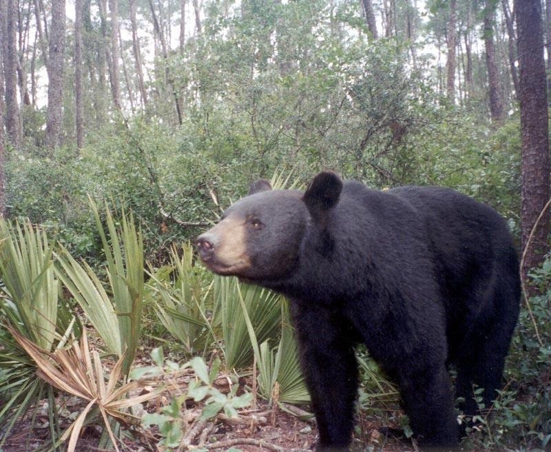 Bear-baiting - Wikipedia