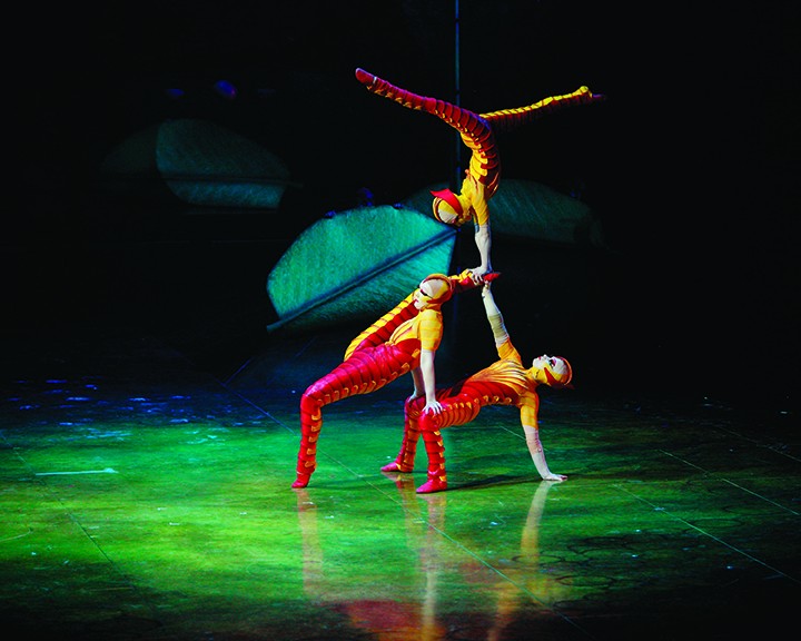 Cirque du soleil ovo contortionist