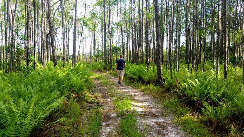 Split Oak Forest Trail Map Osceola Commissioners Approve Controversial Highway Extension Through Split  Oak Forest | Orlando Area News | Orlando | Orlando Weekly