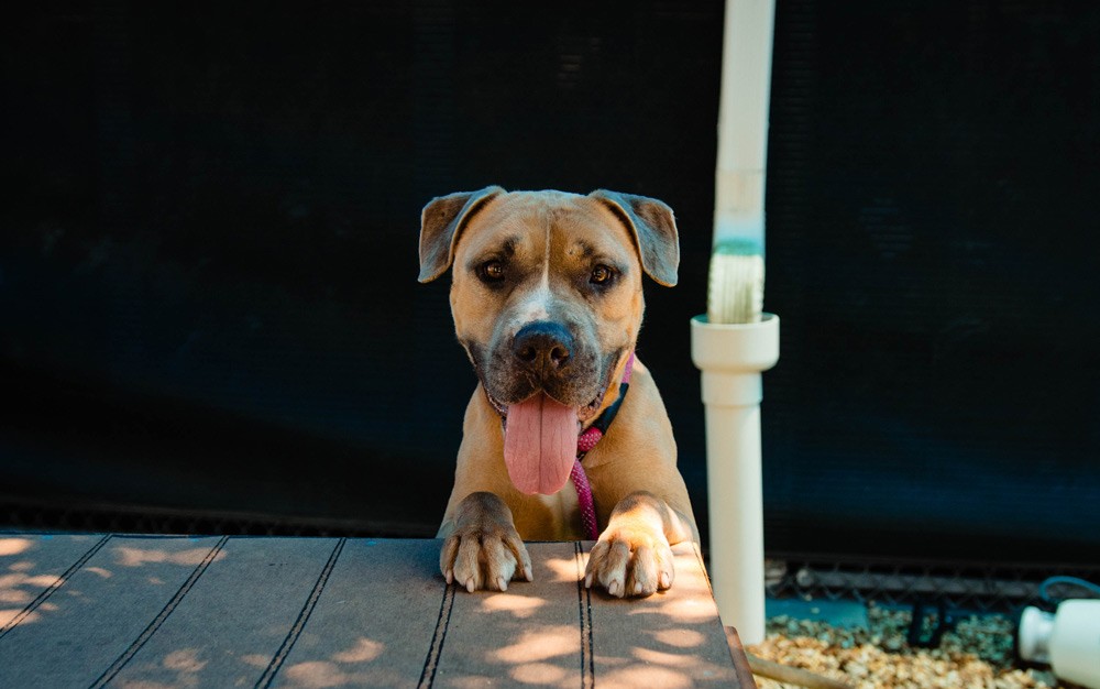 Gimme Shelter: Adoptable dog Drogon needs an active companion he can be ...