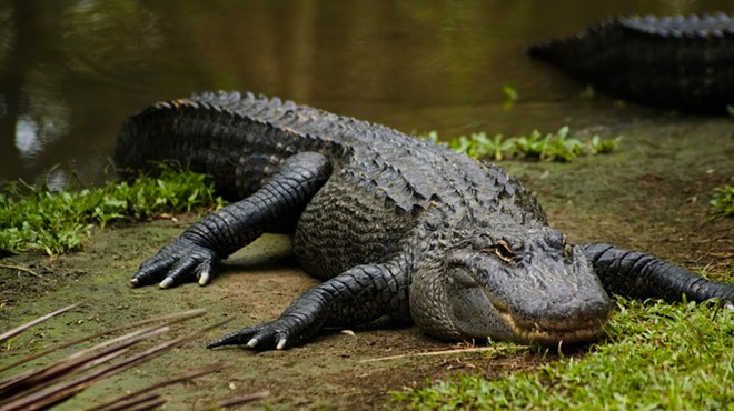 Floridians dream about alligators more than anything else, study finds