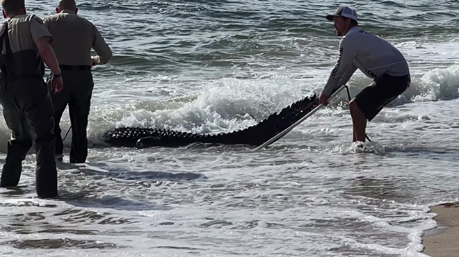 Alligator pulled from surf on Florida beach