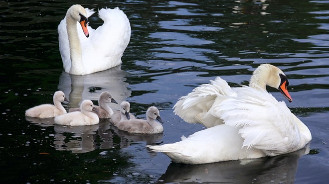 Lake Eola’s missing swan babies were actually swiped by raccoons