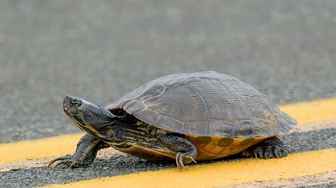 Florida loves turtles so much these drivers risked death to protect one