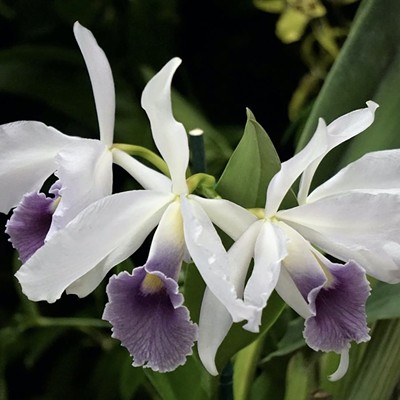 Central Florida Orchid Society's 64th Annual Show & Sale