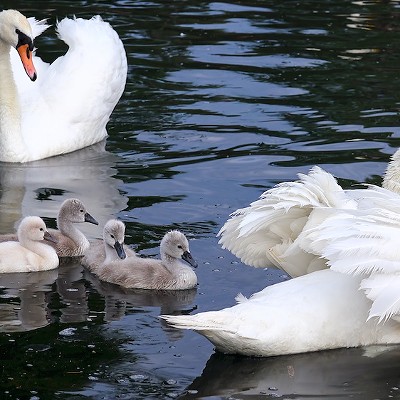 Lake Eola’s missing swan babies were actually swiped by raccoons