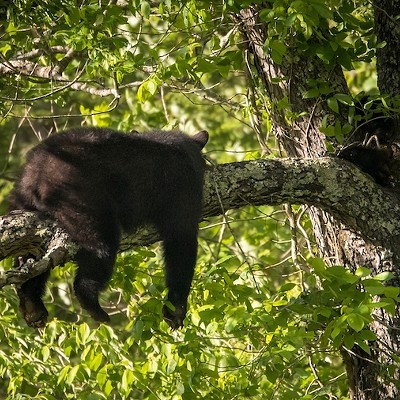The black bear was first spotted in a tree in the Lake Eola area over the weekend