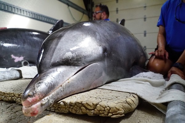 Dolphin caught in crap trap now recovering at SeaWorld Orlando 