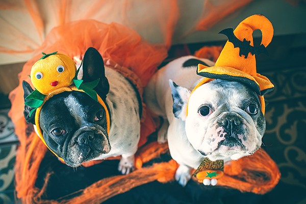 Mennello Museum invites you to dress up your puppers and doggos