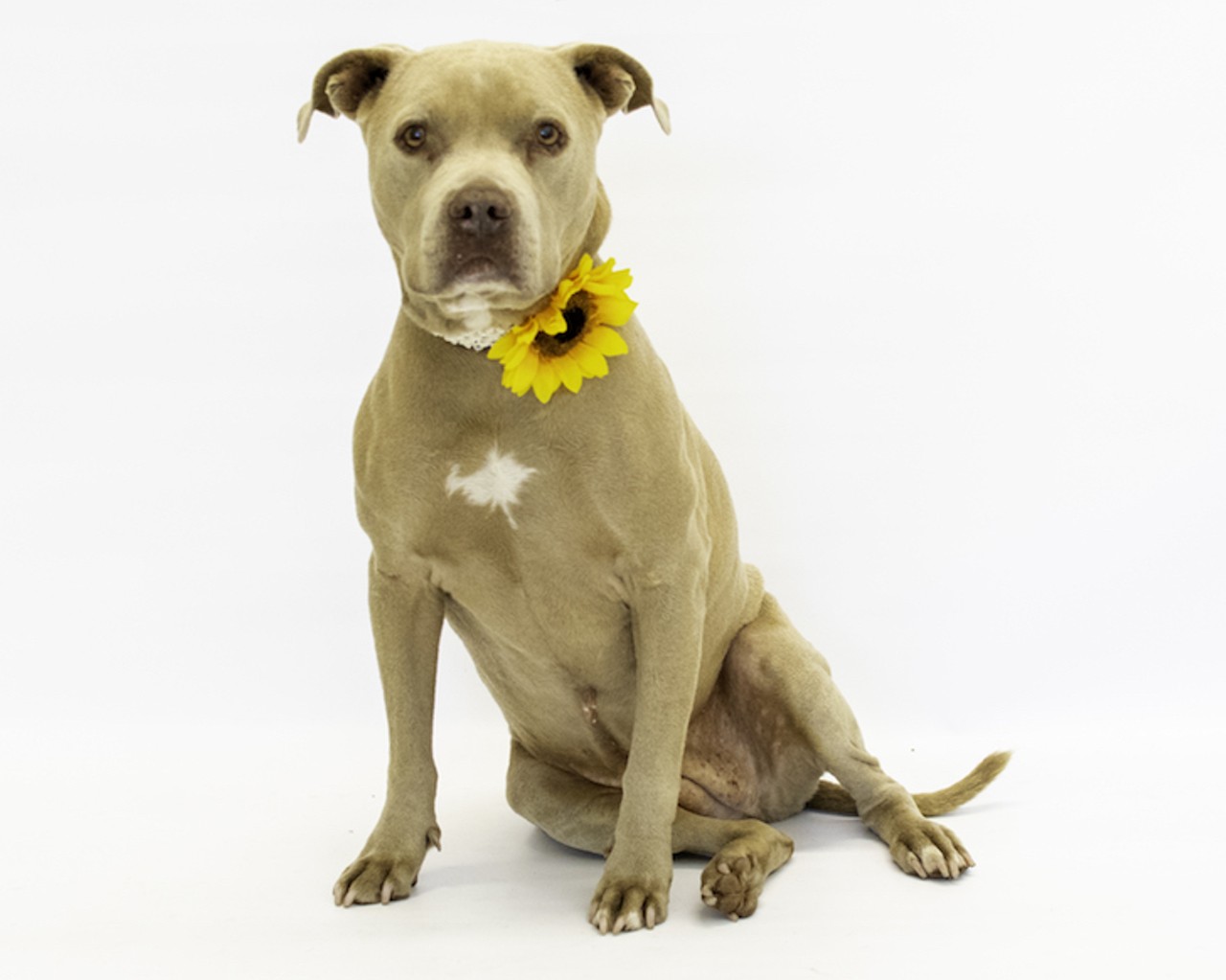 43 adoptable Orange County pups looking for a fresh start to 2019