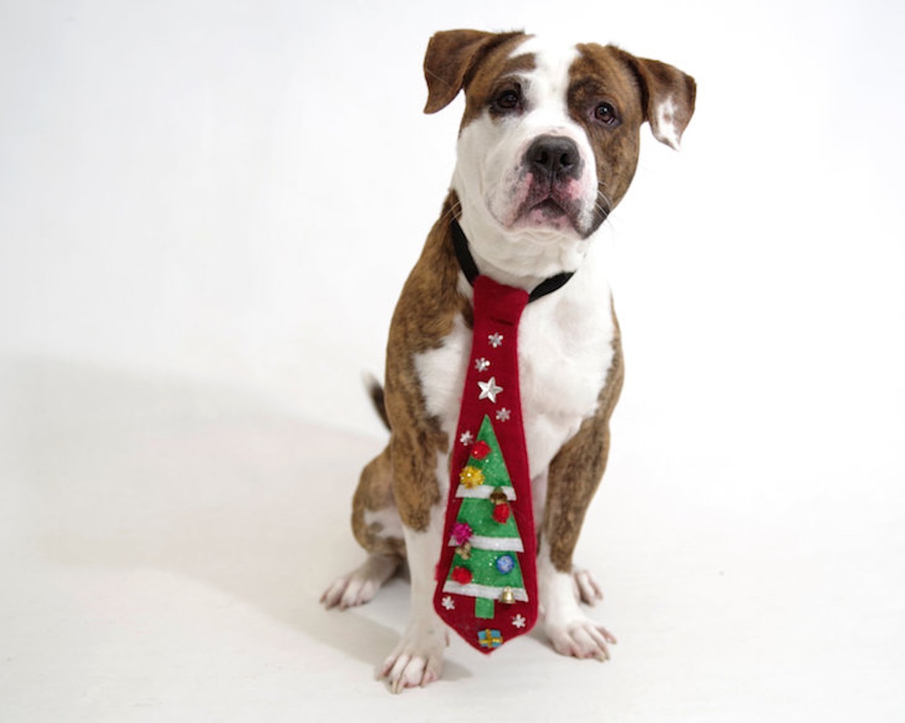 11 adoptable pups available right now at Orange County Animal Services