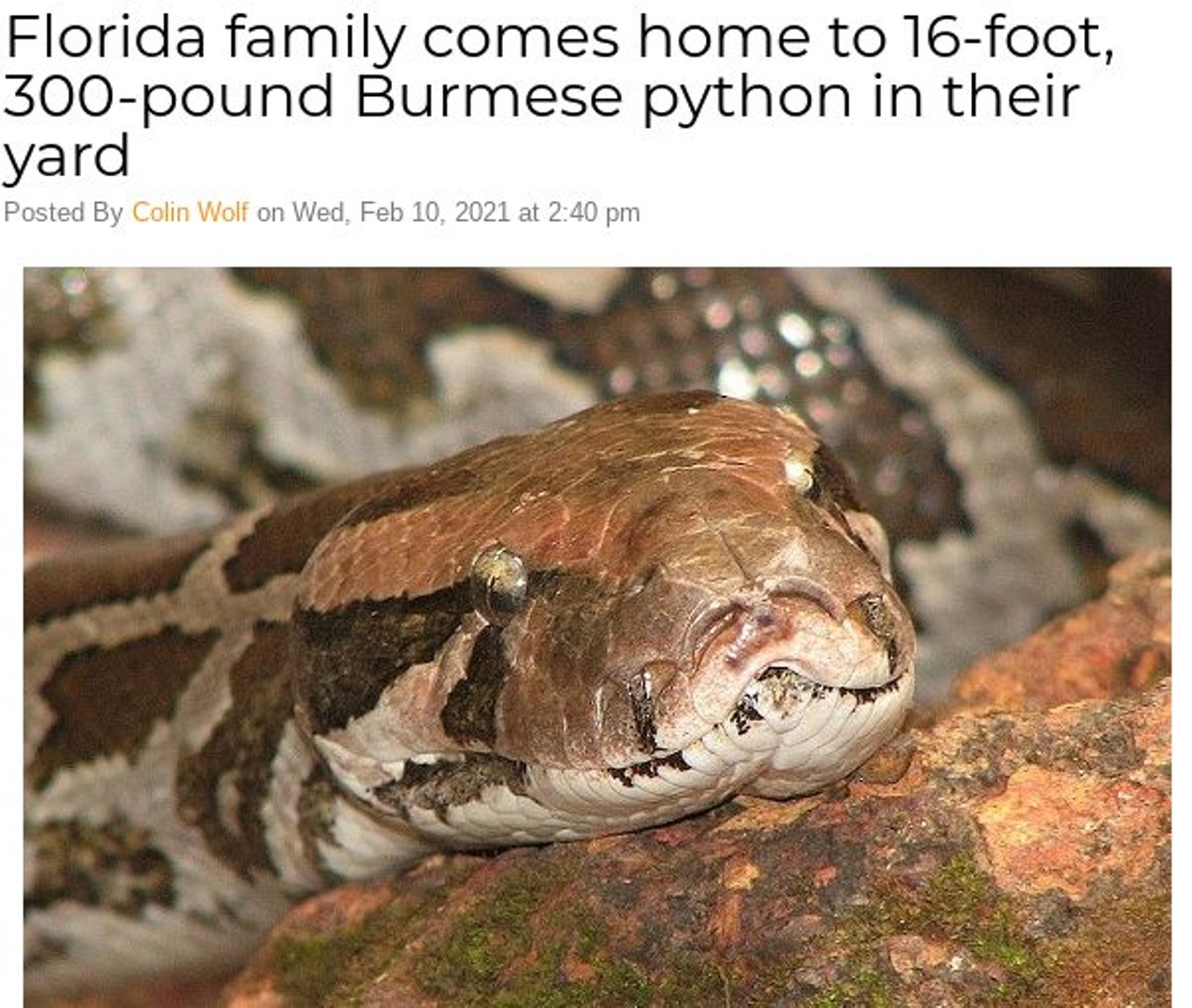 Florida family comes home to 16-foot, 300-pound Burmese python in their yard
