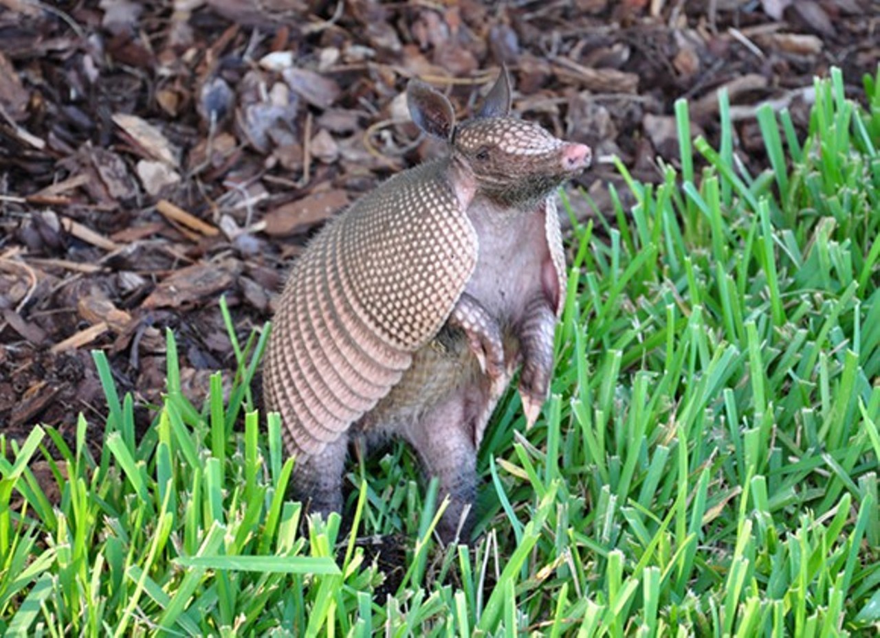 You could die of leprosy from petting an armadillo.
Photo via Orlando Weekly