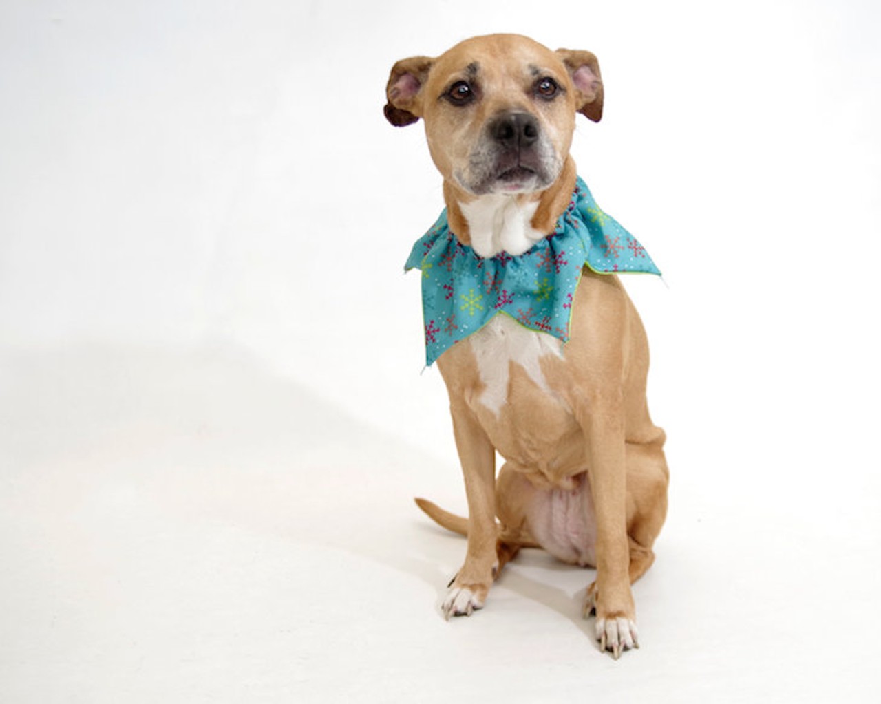 11 adoptable pups available right now at Orange County Animal Services
