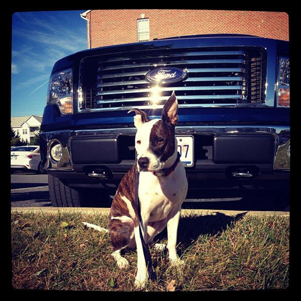 Your own dog could run you over with an F-150.
Photo via Instagram user xoxoroxydog