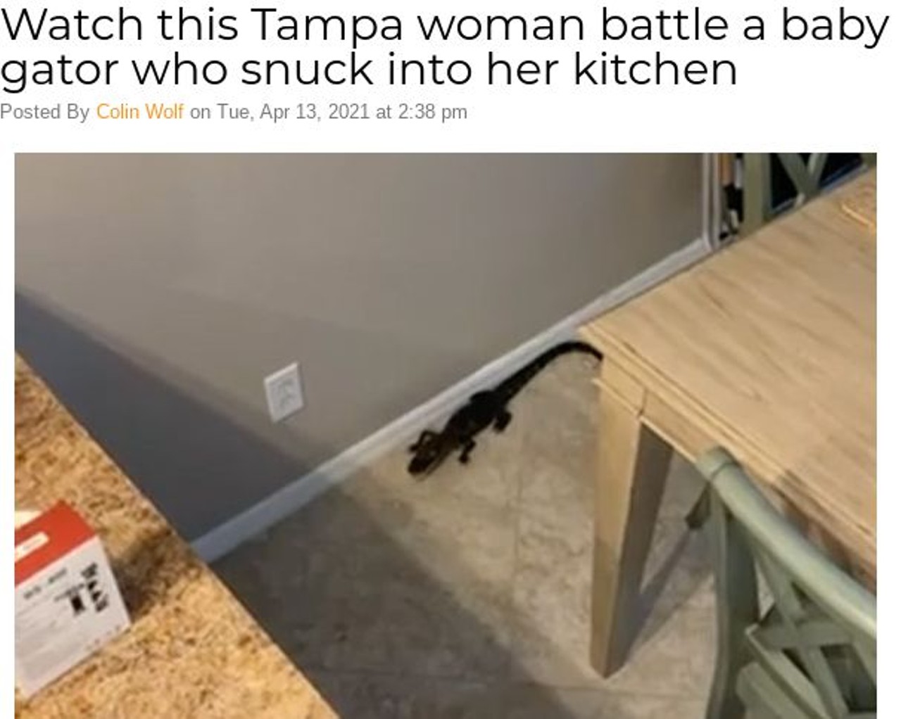 Watch this Tampa woman battle a baby gator who snuck into her kitchen
