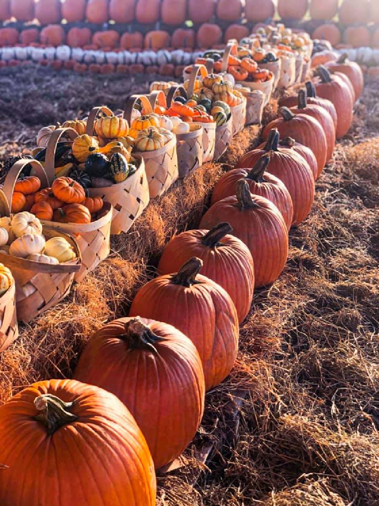 20 Central Florida pumpkin patches and corn mazes where you can