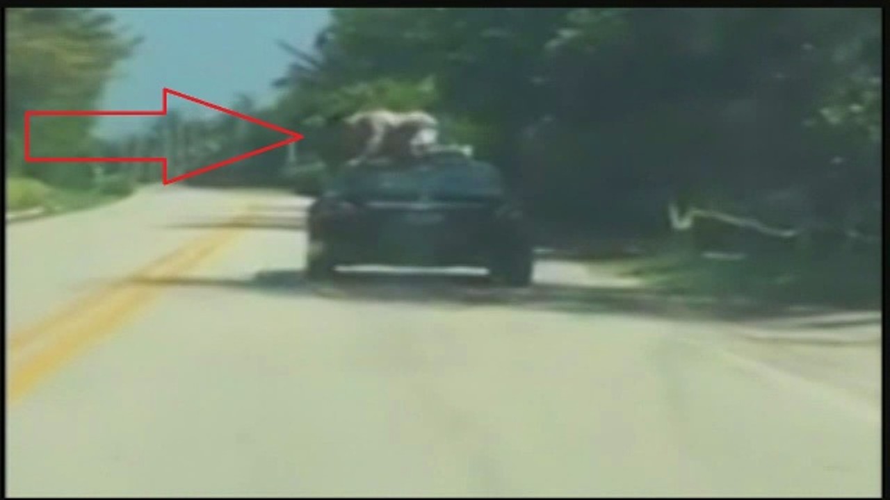 You could die car-surfing while on meth.
Photo via WPBF