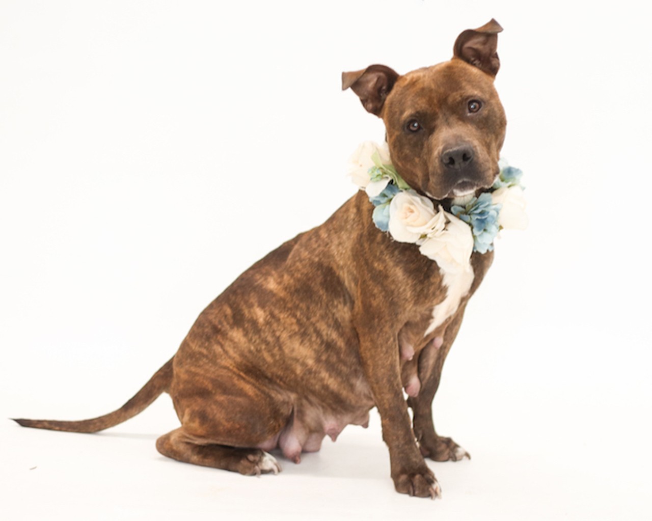 17 adoptable Orange County pups that just want to find somebody to love