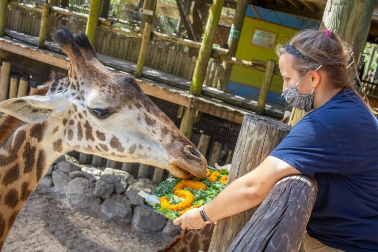 The 23 best ways to see animals up close in Central Florida | Orlando |  Orlando Weekly