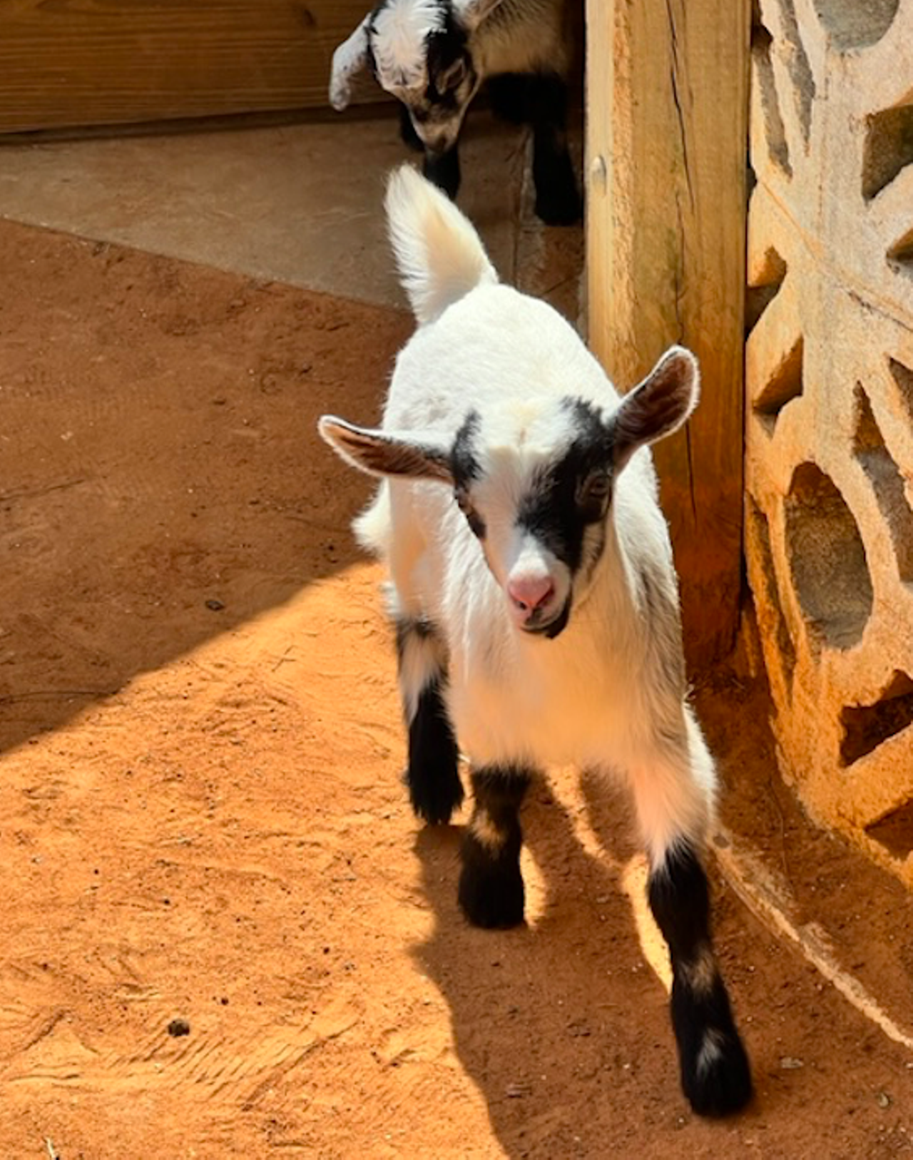 New beginnings at Gatorland: baby goats, rescue gator and Croc Rock